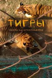 Постер Тигры: Охота на браконьеров 2020