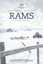 Постер Бараны 2015